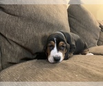 Small Photo #4 Basset Hound Puppy For Sale in MUNCIE, IN, USA