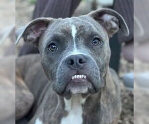 Boxer-Unknown Mix Dogs for adoption in Canton, CT, USA
