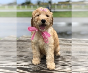 Goldendoodle Puppy for sale in KISSIMMEE, FL, USA