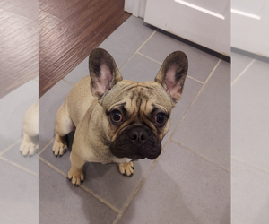 French Bulldog Puppy for sale in DENVER, CO, USA