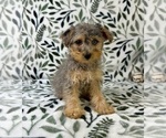 Small #1 YorkiePoo