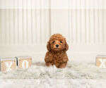 Small #2 Poodle (Toy)