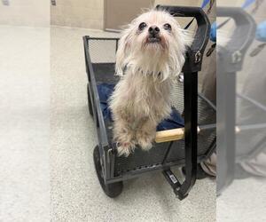 Lhasa Apso-Unknown Mix Dogs for adoption in Conroe, TX, USA