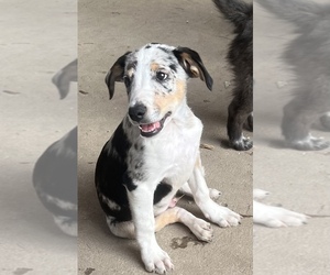 Australian Shepherd-Catahoula Leopard Dog Mix Puppy for sale in SILVER CREEK, NY, USA