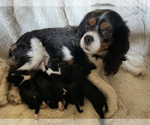 Mother of the Cavalier King Charles Spaniel puppies born on 04/28/2026