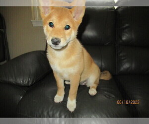 Shiba Inu Puppy for sale in BOISE, ID, USA