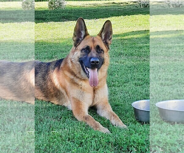 Medium Photo #57 German Shepherd Dog Puppy For Sale in LA FAYETTE, NY, USA