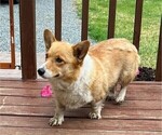 Small Photo #1 Pembroke Welsh Corgi Puppy For Sale in STANLEY, WI, USA