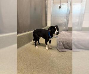 Chihuahua-Unknown Mix Dogs for adoption in San Martin, CA, USA