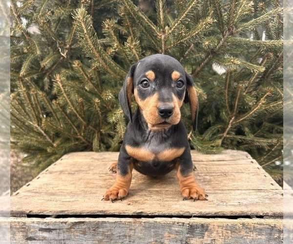 Medium Photo #3 Dachshund Puppy For Sale in MIDDLEBURY, IN, USA