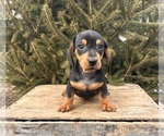 Small #2 Dachshund