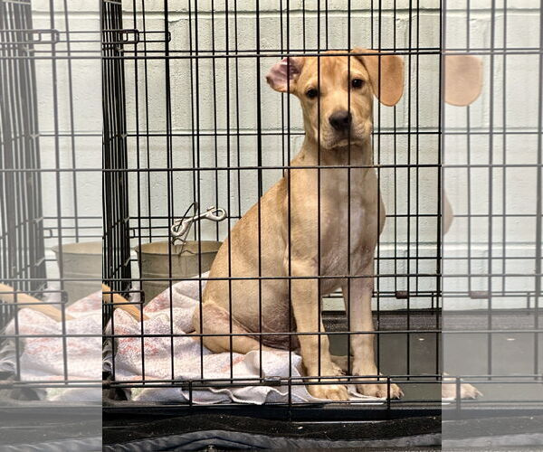 Medium Photo #1 Mutt Puppy For Sale in Eastman, GA, USA