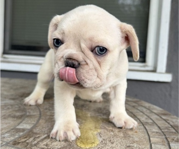 Medium Photo #3 French Bulldog Puppy For Sale in COLUMBUS, OH, USA