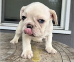 Small #2 French Bulldog