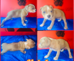 Puppy Puppy 9 American Bully