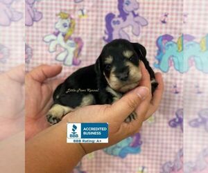 Schnauzer (Miniature) Dog for Adoption in WINNSBORO, Louisiana USA