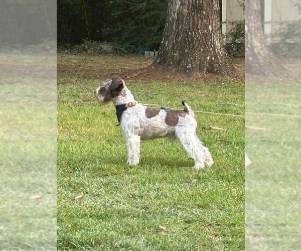 Medium Photo #1 Schnauzer (Miniature) Puppy For Sale in HATTIESBURG, MS, USA