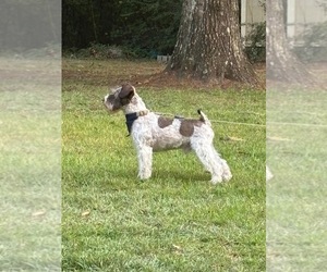Father of the Schnauzer (Miniature) puppies born on 08/11/2025