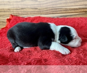Bernese Mountain Dog Puppy for sale in LODA, IL, USA