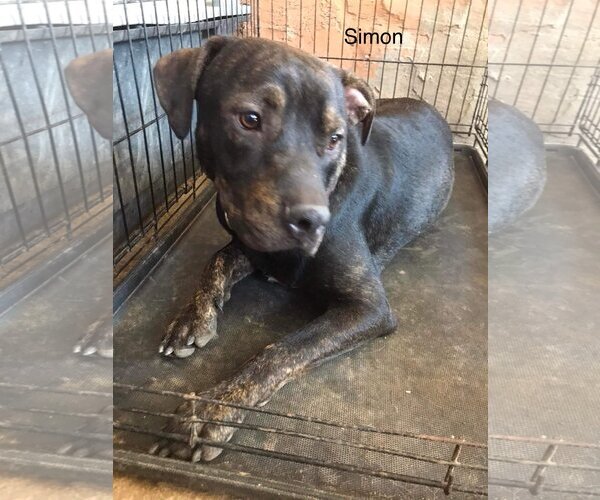 Medium Photo #1 American Pit Bull Terrier-Unknown Mix Puppy For Sale in Woodland Hills, CA, USA
