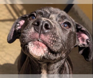 Mutt Dogs for adoption in Redwood City, CA, USA