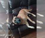 Small #10 Labrador Retriever Mix