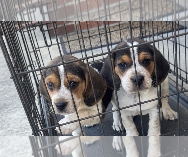 Medium Photo #1 Beagle Puppy For Sale in WOODBRIDGE, VA, USA