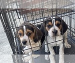 Small Beagle