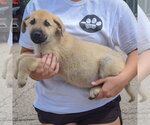 Small #1 Anatolian Shepherd-German Shepherd Dog Mix
