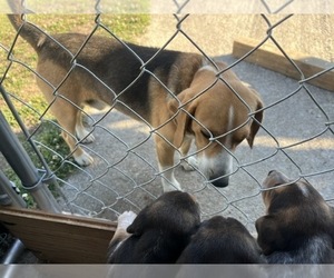 Father of the Bluetick Beagle puppies born on 03/31/2026