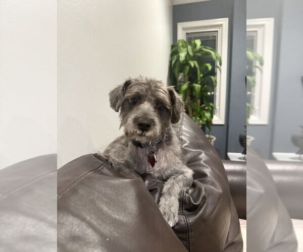 Medium Photo #5 Mutt Puppy For Sale in Mundelein, IL, USA