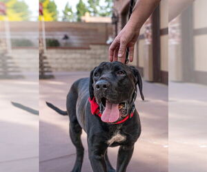 Dudley-Special Needs - Adopt Me! - Male Mutt Dog for Adoption - Photo #2