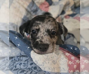 Cairn Terrier-Unknown Mix Dogs for adoption in Oakhurst, NJ, USA