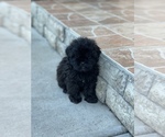 Small Photo #11 ShihPoo Puppy For Sale in TAMPA, FL, USA