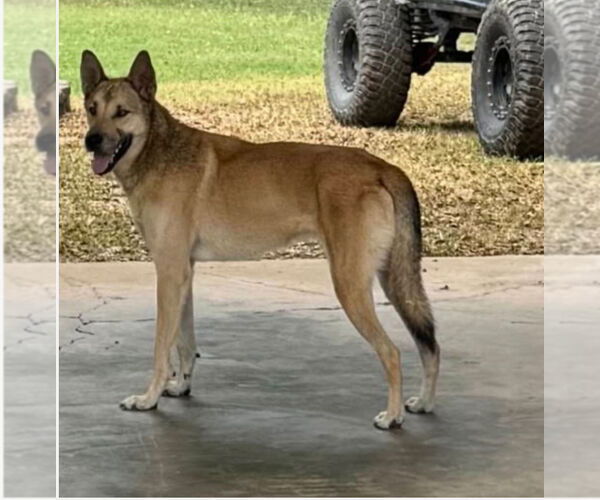 Medium Photo #1 Mutt Puppy For Sale in Harrison, AR, USA