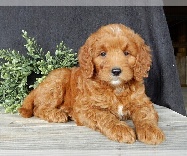 Medium Photo #3 Goldendoodle (Miniature) Puppy For Sale in MILLERSBURG, OH, USA