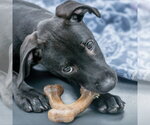 Small #1 Labrador Retriever Mix
