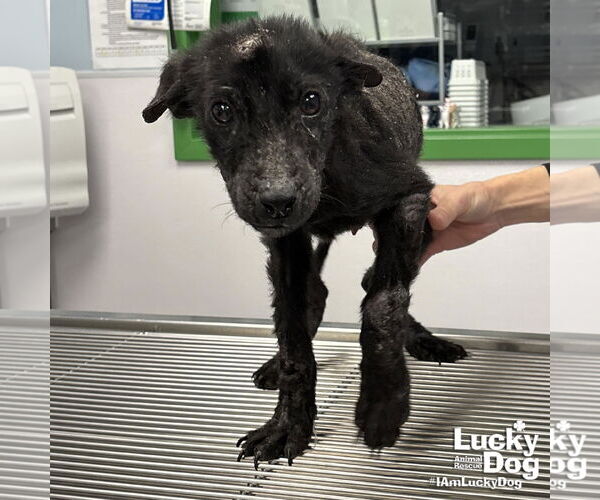 Medium Photo #2 Pomeranian-Unknown Mix Puppy For Sale in Washington, DC, USA