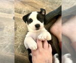 Small #5 Mutt
