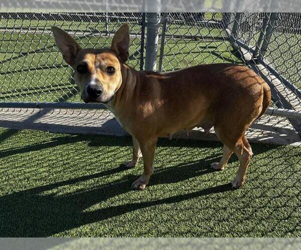 Medium Photo #2 Carolina Dog-Unknown Mix Puppy For Sale in Grand Prairie, TX, USA
