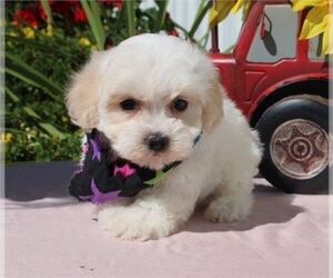 Maltese-Poodle (Toy) Mix Puppy for sale in ORO VALLEY, AZ, USA