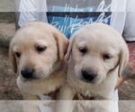 Small Photo #14 Labrador Retriever Puppy For Sale in OLYMPIA, WA, USA