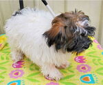 Small #2 Havanese