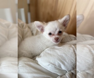 Chiranian Puppy for sale in CHARLOTTE, NC, USA