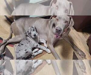 Mother of the Great Dane puppies born on 01/14/2022