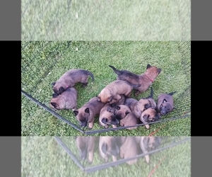 Belgian Malinois Puppy for sale in CHURCH HILL, TN, USA