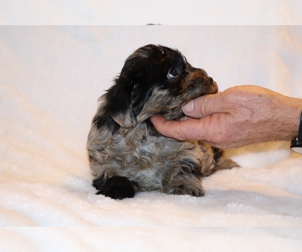 Medium Photo #18 Yorkiepoo mix (+ Poodle Toy) Puppy For Sale in DYERSBURG, TN, USA