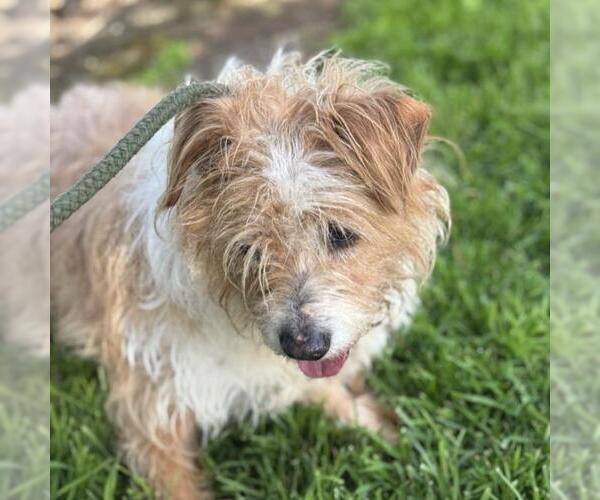 Medium Photo #2 Mutt Puppy For Sale in San Diego, CA, USA