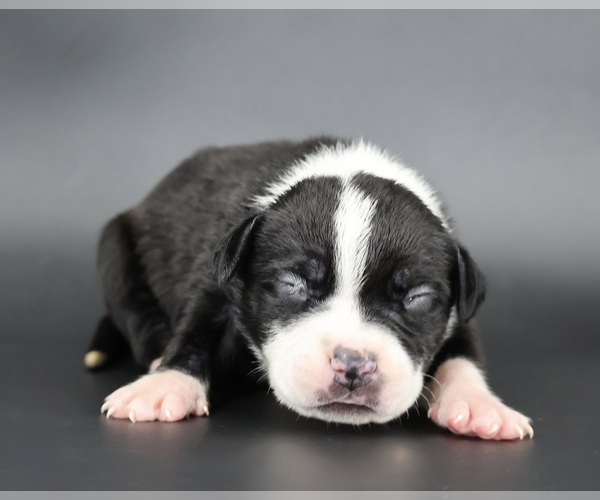 Medium Photo #1 American Bully Puppy For Sale in CHAMPAIGN, IL, USA