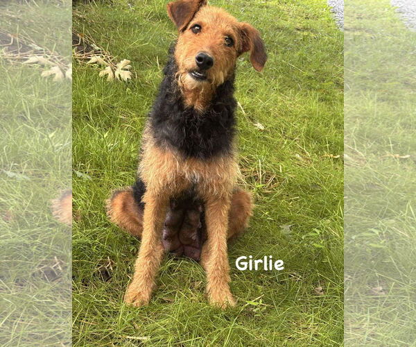 Medium Photo #3 Airedale Terrier-Unknown Mix Puppy For Sale in Rustburg, VA, USA